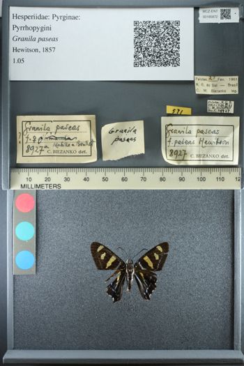 Media type: image;   Entomology 185872